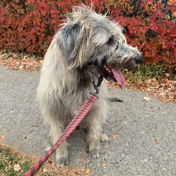 Meet your Posher, Avree - Picture 3 of 3